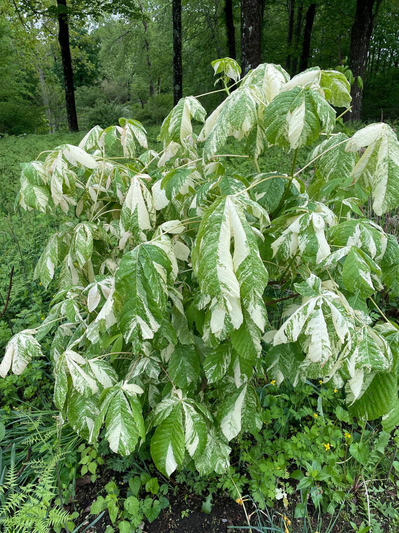 Aesculus turbinata 'Marble Chip' Variegated Japanese Horse Chestnut