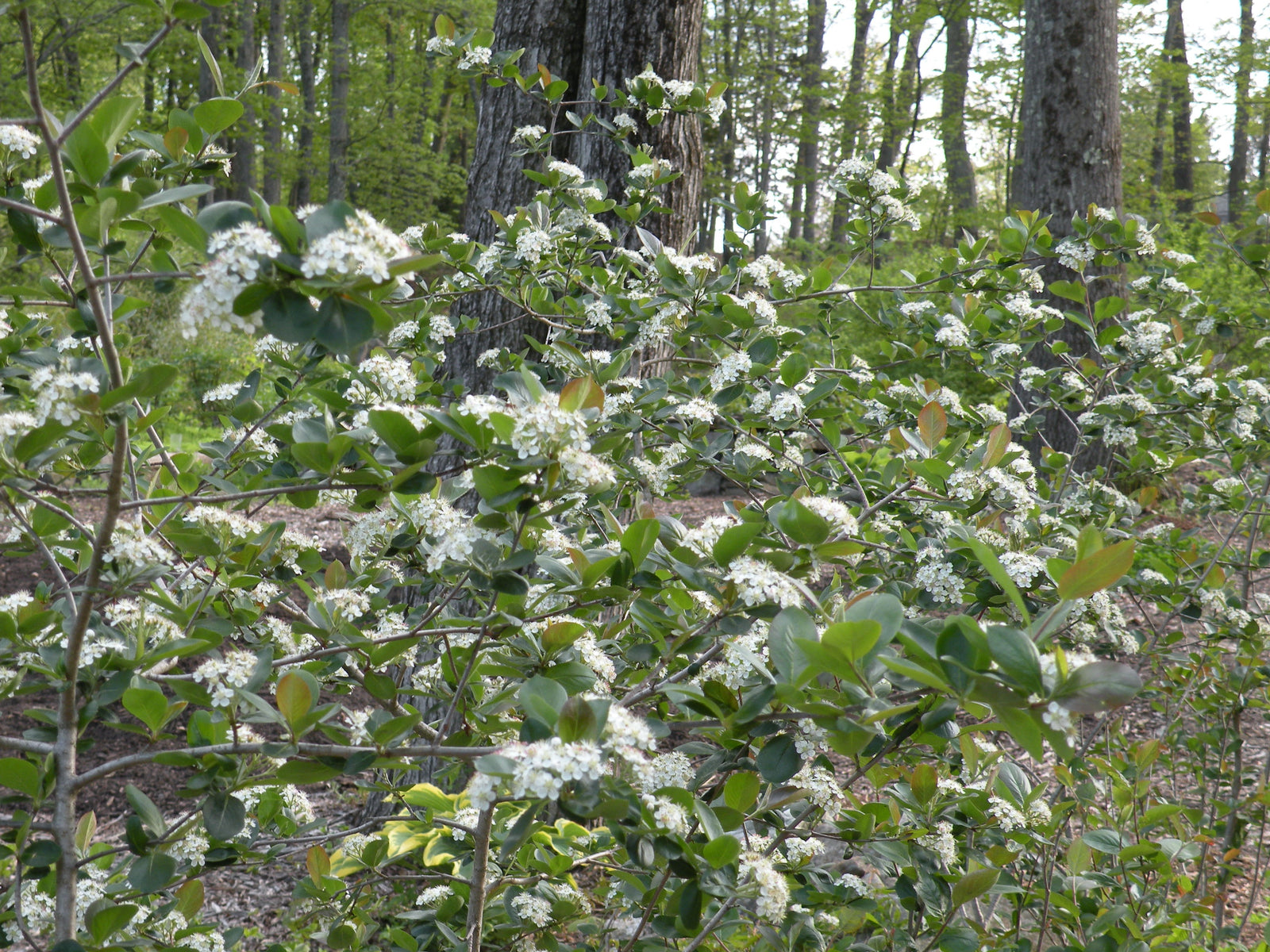 Aronia melanocarpa, 'Viking'