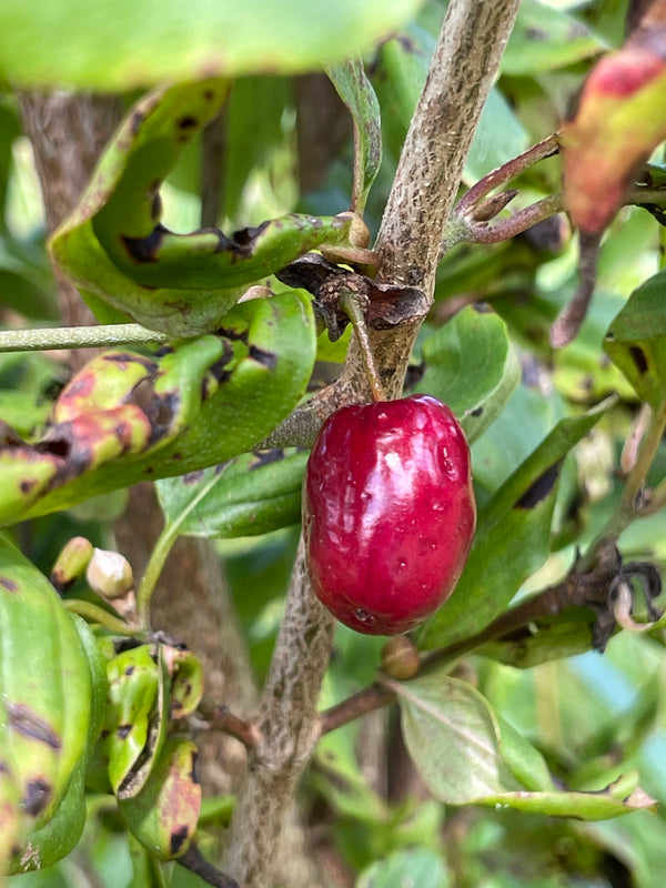 Cornus, 'Black Plum' cornelian cherry