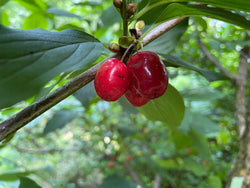 Cornus, 'Black Plum' cornelian cherry