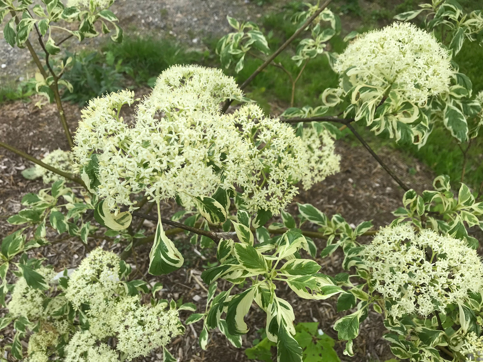 Cornus controversa, 'Variegata' Variegated Giant Dogwood – Cricket Hill  Garden