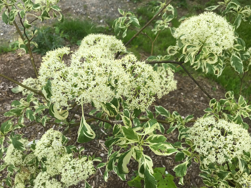 crossoloricaria variegata Cornus controversa, 'Variegata' Variegated Giant Dogwood – Cricket Hill  Garden