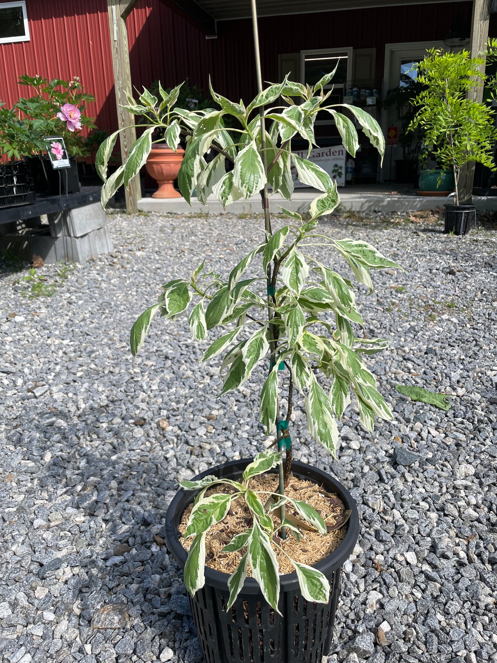 Cornus controversa, 'Variegata' Variegated Giant Dogwood – Cricket Hill  Garden