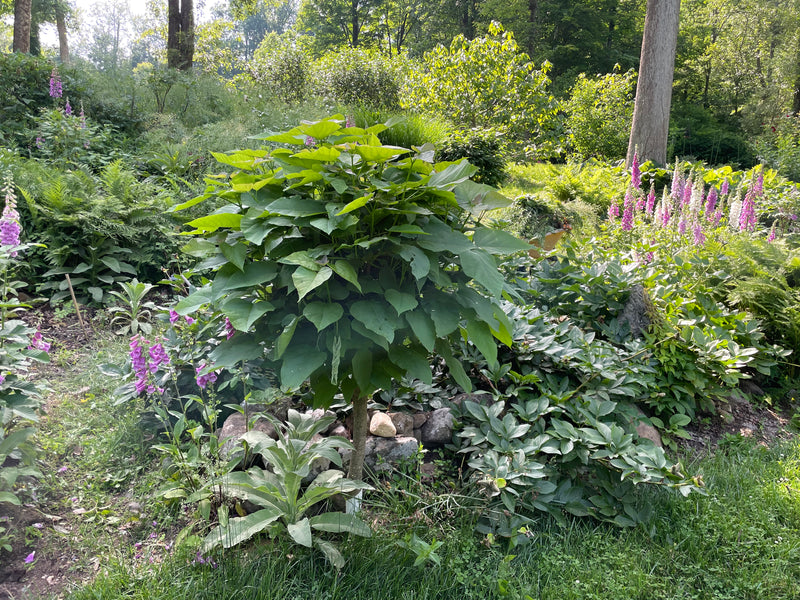 Catalpa bignonioides 'Nana' Dwarf Southern Catalpa