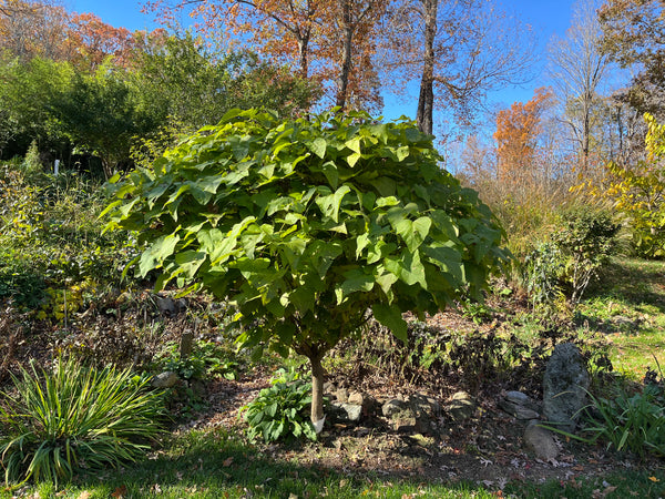 Catalpa bignonioides 'Nana' Dwarf Southern Catalpa