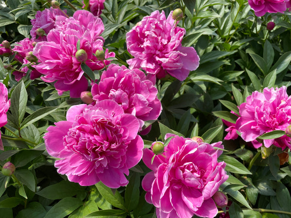 Paeonia lactiflora, Grandmother Celine's Pink peony