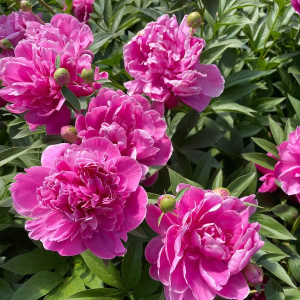 Paeonia lactiflora, Grandmother Celine's Pink peony – Cricket Hill