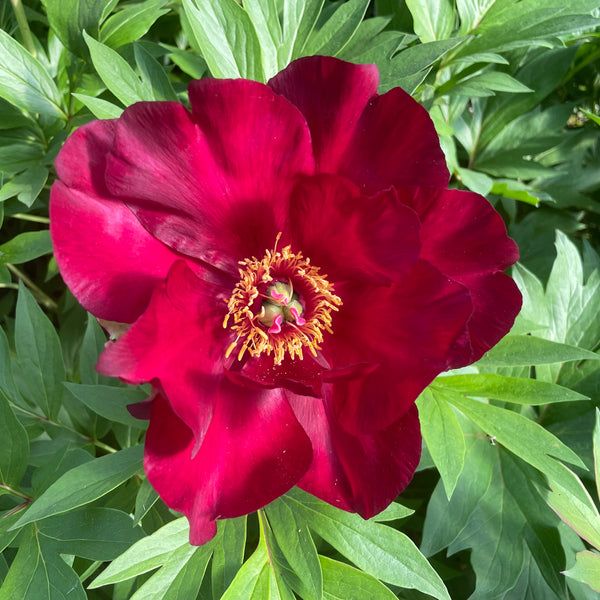 Paeonia, 'Chief Black Hawk' intersectional peony