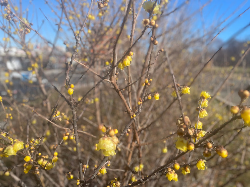 Chimonanthus praecox, 'Luteus' Yellow Wintersweet