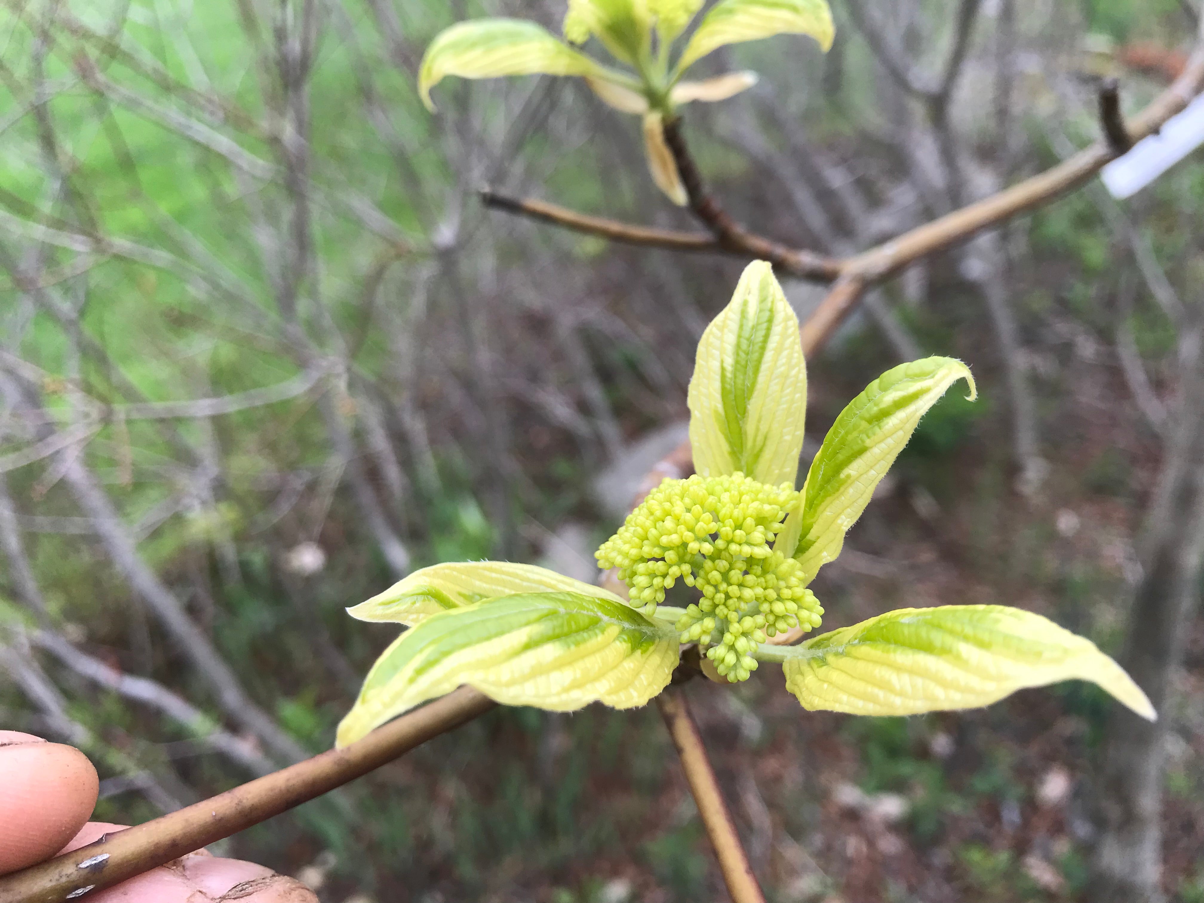 Cornus controversa, 'Variegata' Variegated Giant Dogwood – Cricket Hill ...