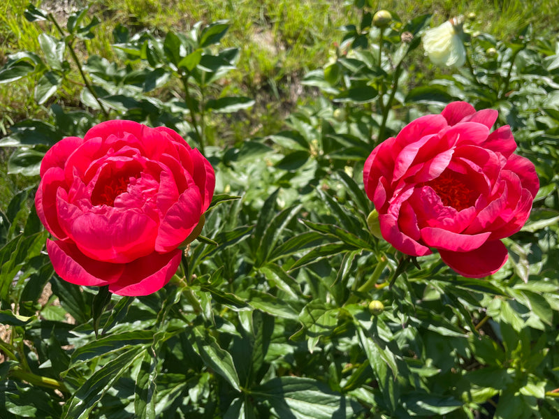 Paeonia, 'Coral Magic' hybrid herbaceous peony