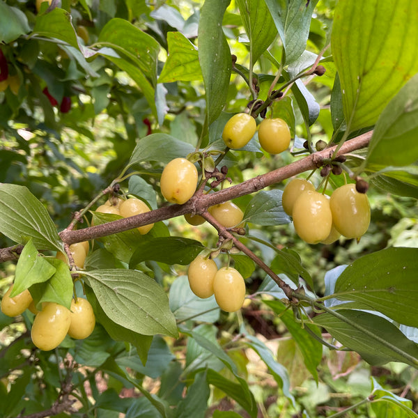 Cornus, 'Yantarny' cornelian cherry – Cricket Hill Garden