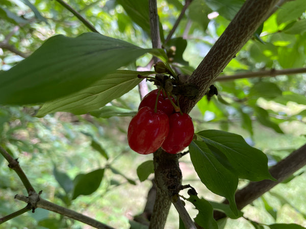 Cornus mas, 'Black Plum' Cornelian Cherry scion