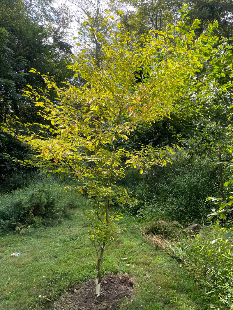 Cornus controversa, 'Janine' variegated giant dogwood