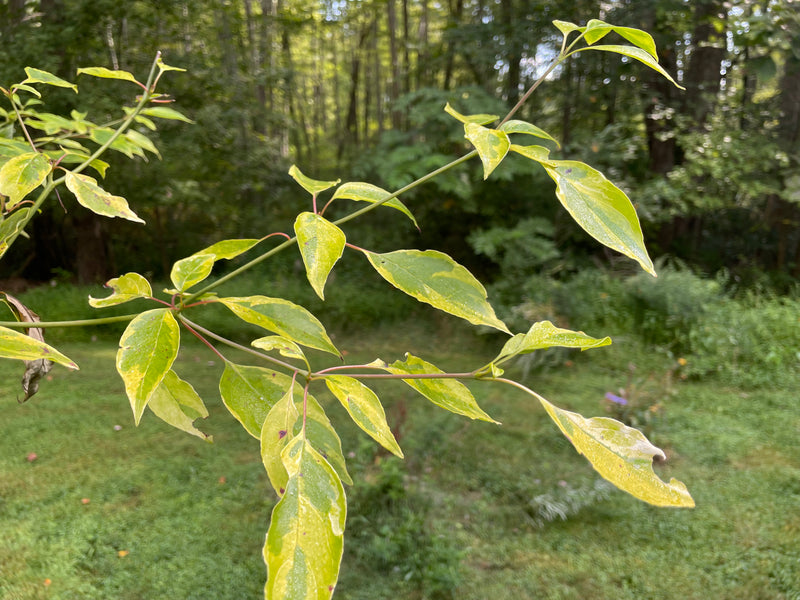 Cornus controversa, 'Janine' variegated giant dogwood