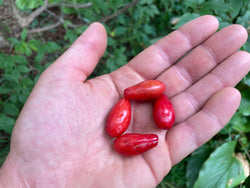 Cornus, 'Red Dawn' Cornelian Cherry