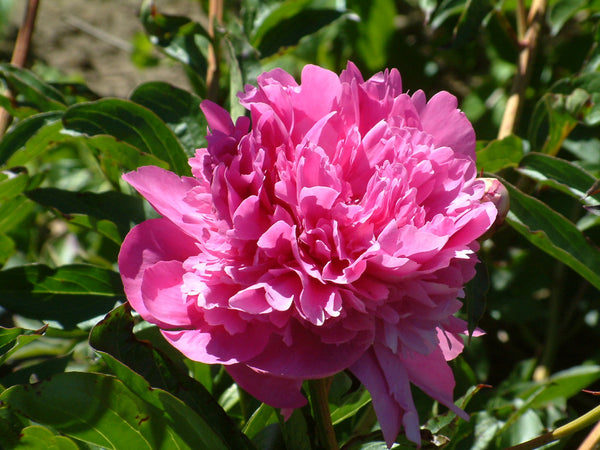 Paeonia lactiflora, 'Edulis Superba', heirloom herbaceous peony PICK UP