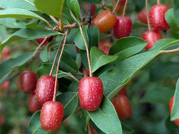 Elaeagnus multiflora, 'Sweet Scarlet' Goumi