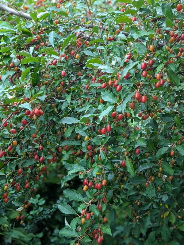 Elaeagnus multiflora, 'Sweet Scarlet' Goumi