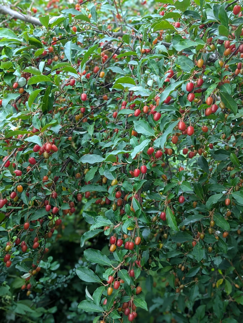 Elaeagnus multiflora, 'Sweet Scarlet' Goumi