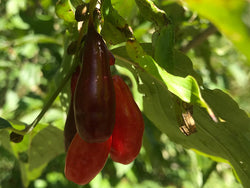 Cornus, open-pollinated seedling of 'Elegant' Cornelian Cherry
