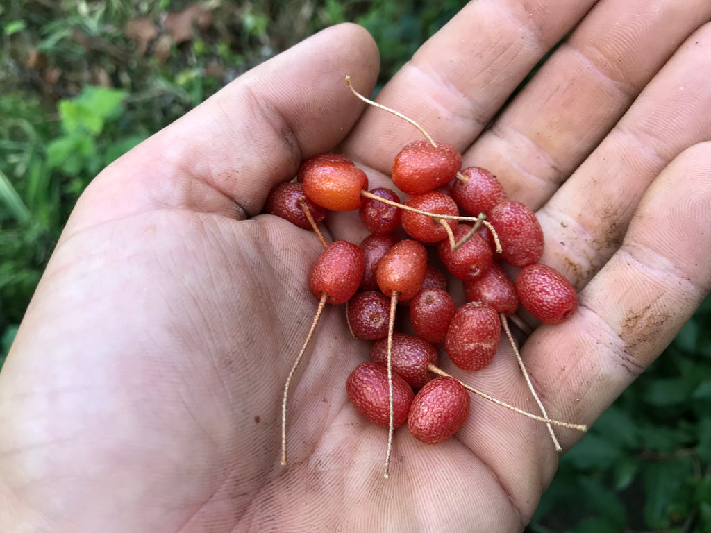 Elaeagnus multiflora, 'Red Gem' goumi scion – Cricket Hill Garden
