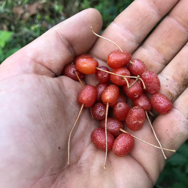 西洋グミ Elaeagnus spp.１株 Elaeagnus multiflora, 'Red Gem' goumi scion – Cricket Hill Garden