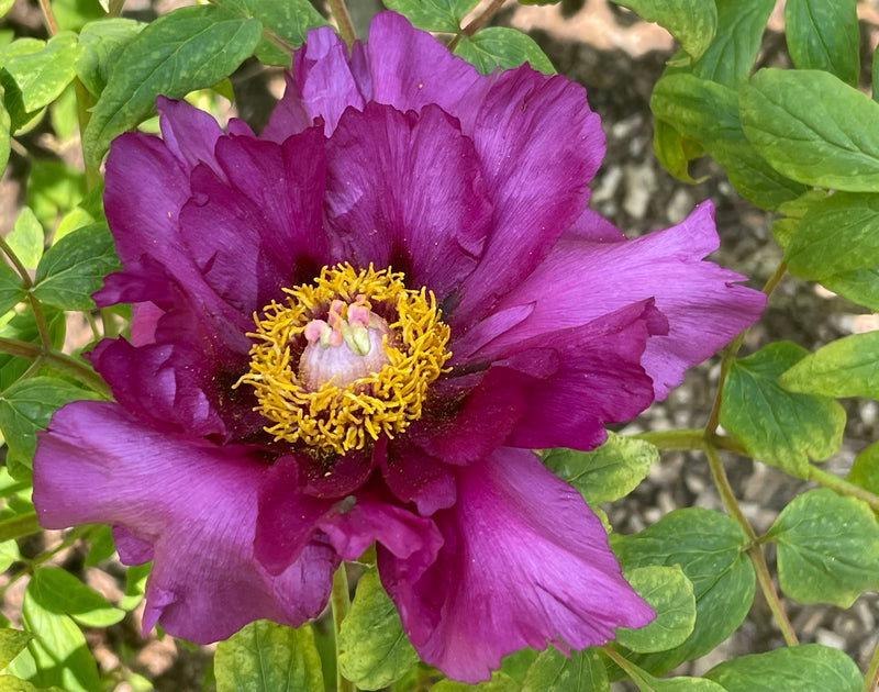 Paeonia suffruticosa, 'Era of Purple' Japanese tree peony