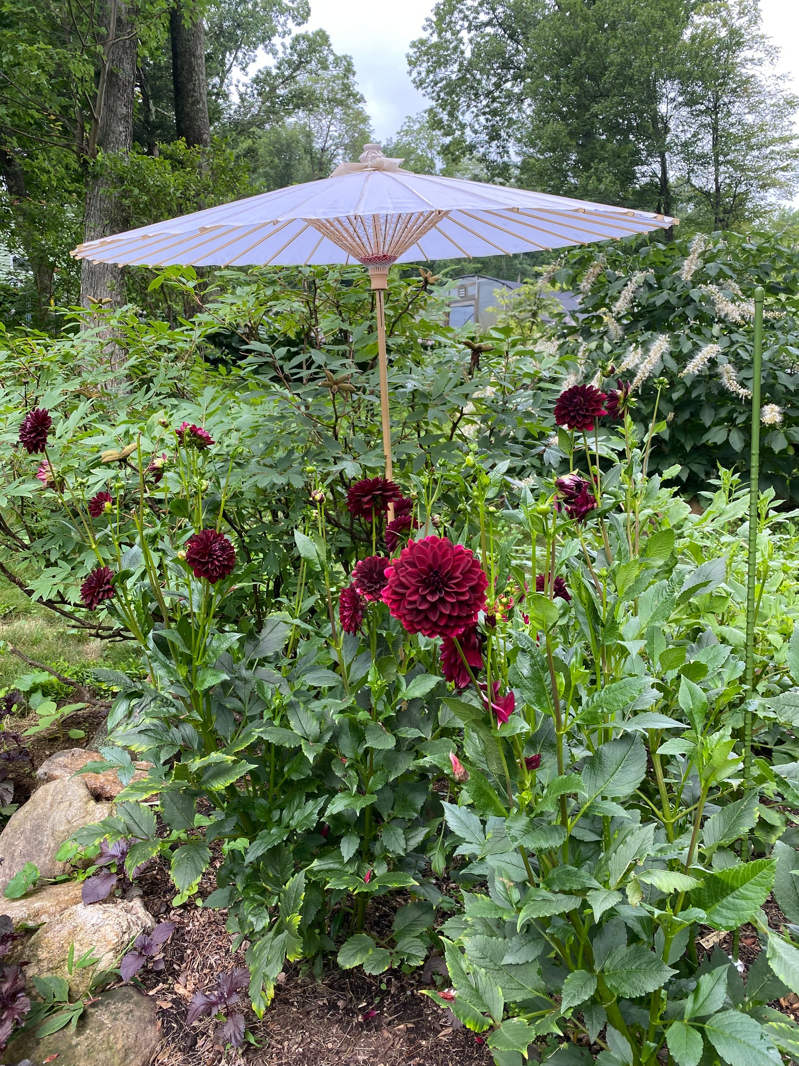 succulent umbrella Peony Garden Umbrella – Cricket Hill Garden