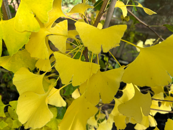 Ginkgo biloba, 'Grindstone' Ginkgo