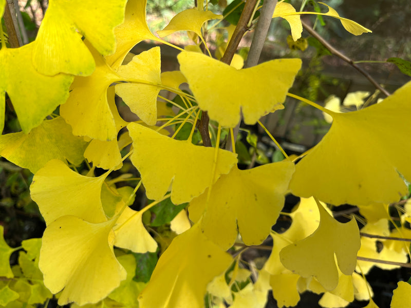 Ginkgo biloba, 'Grindstone' Ginkgo