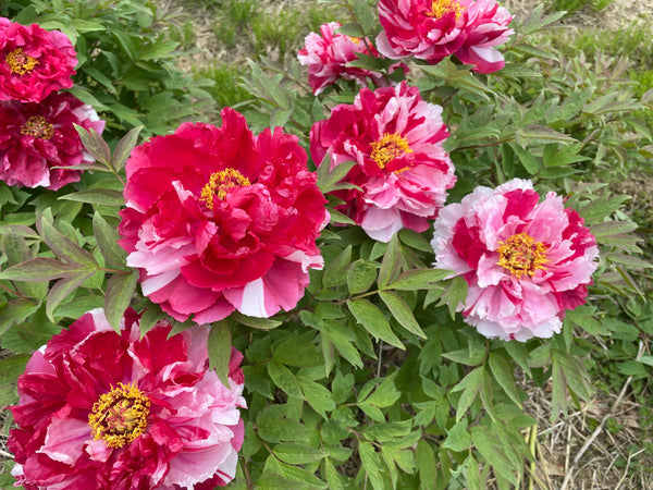 Paeonia suffruticosa, 'Island Brocade' Japanese tree peony
