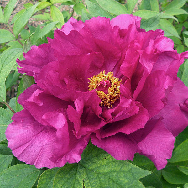 peony様917専用 Island Minister Shimadaijin 島大臣 | Japanese Tree Peony