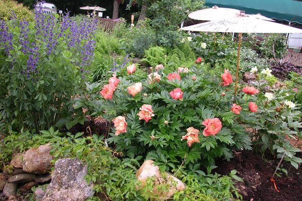 Paeonia, Julia Rose, intersectional 'Itoh' peony PICK UP