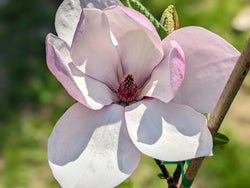 Magnolia 'Cosmic Gem'