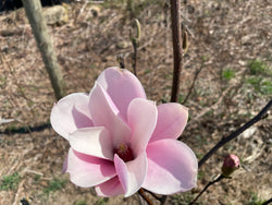 Magnolia, 'Galaxy'