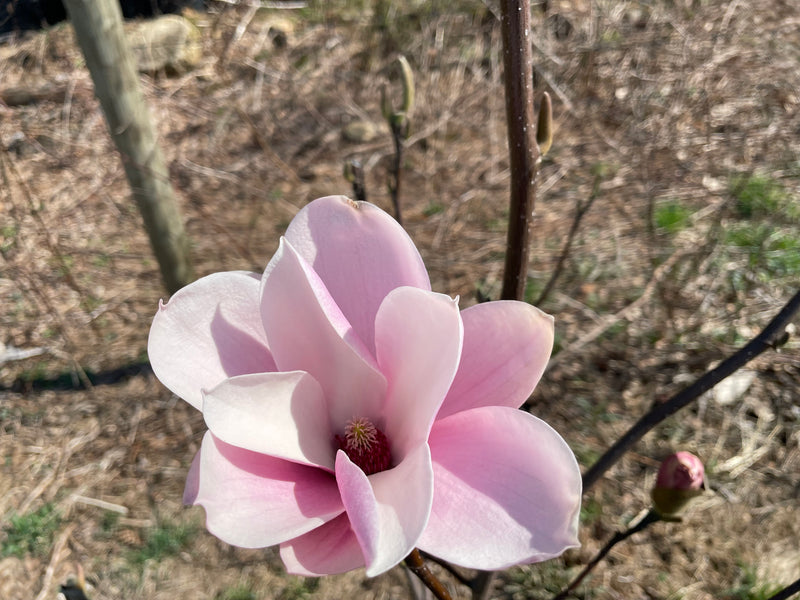 Magnolia, 'Galaxy'