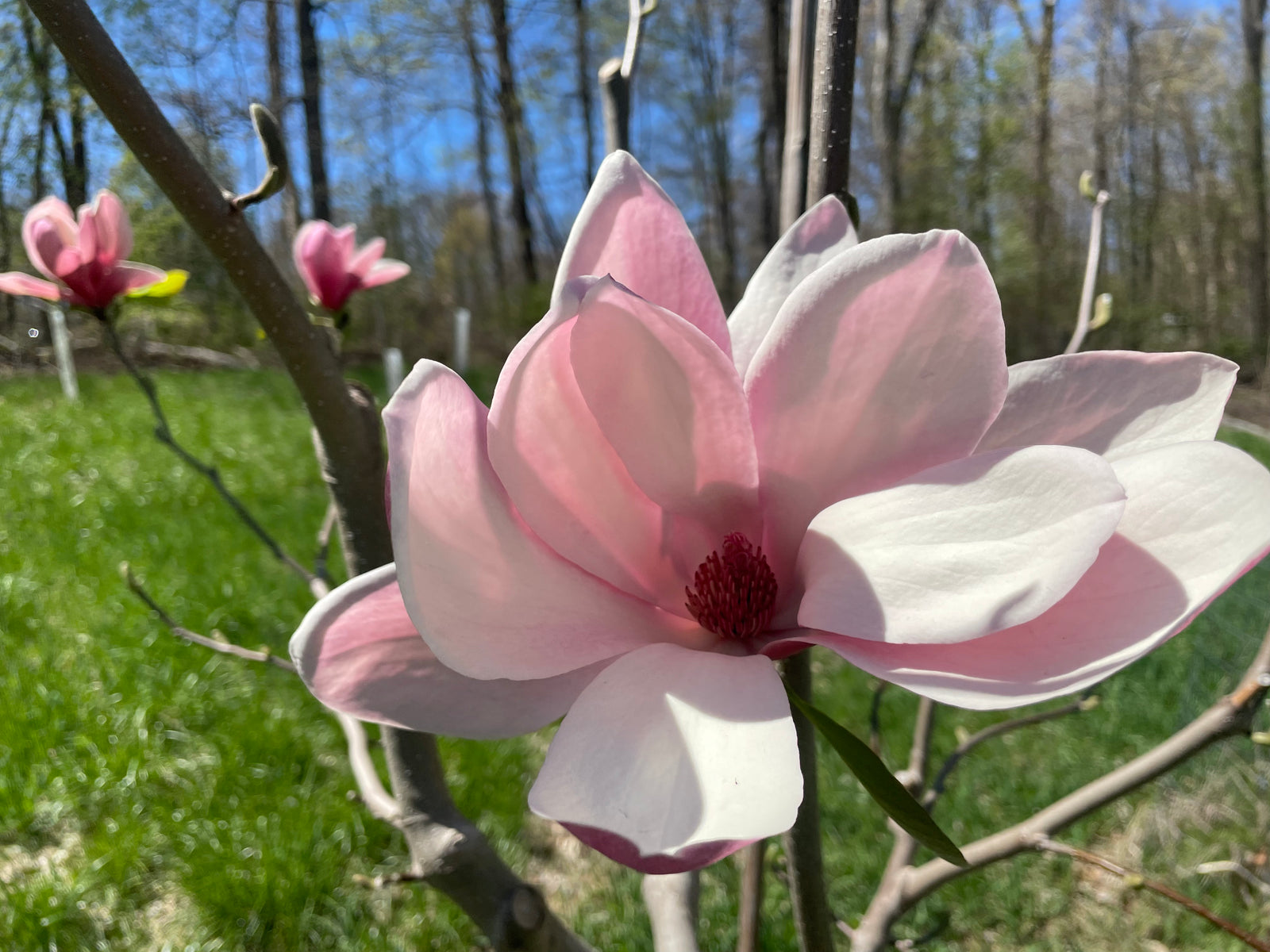Magnolia, 'Red Baron' – Cricket Hill Garden