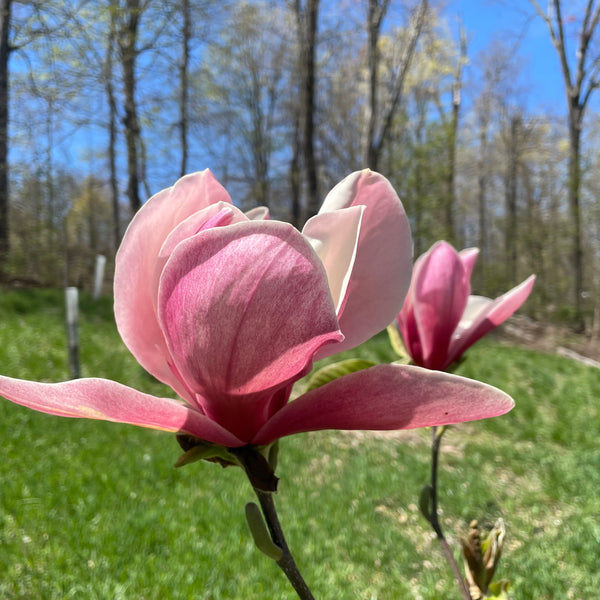 Magnolia, 'Red Baron' – Cricket Hill Garden
