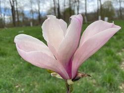 Magnolia, 'Spring Peppermint'