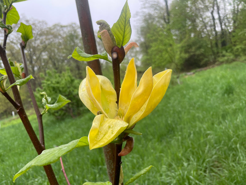 Magnolia, 'Ultimate Yellow'