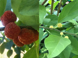 Cudrania, 'Norris' female and 'Daniecki' male COMBO tree