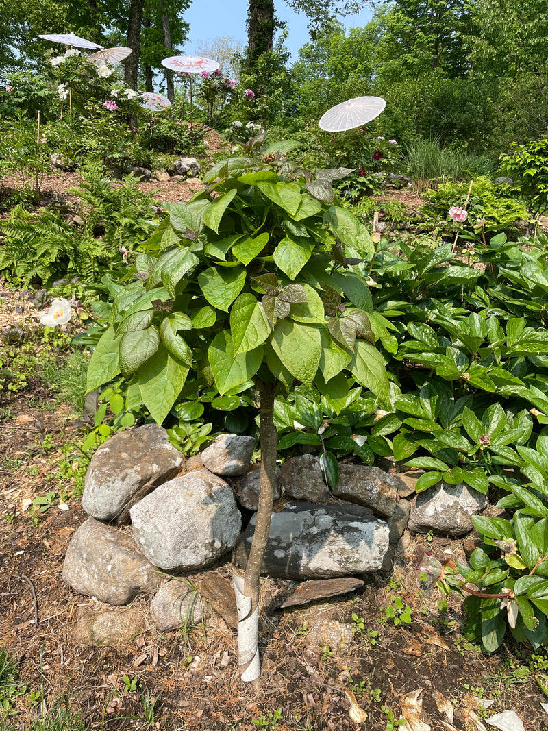 Catalpa bignonioides 'Nana' Dwarf Southern Catalpa