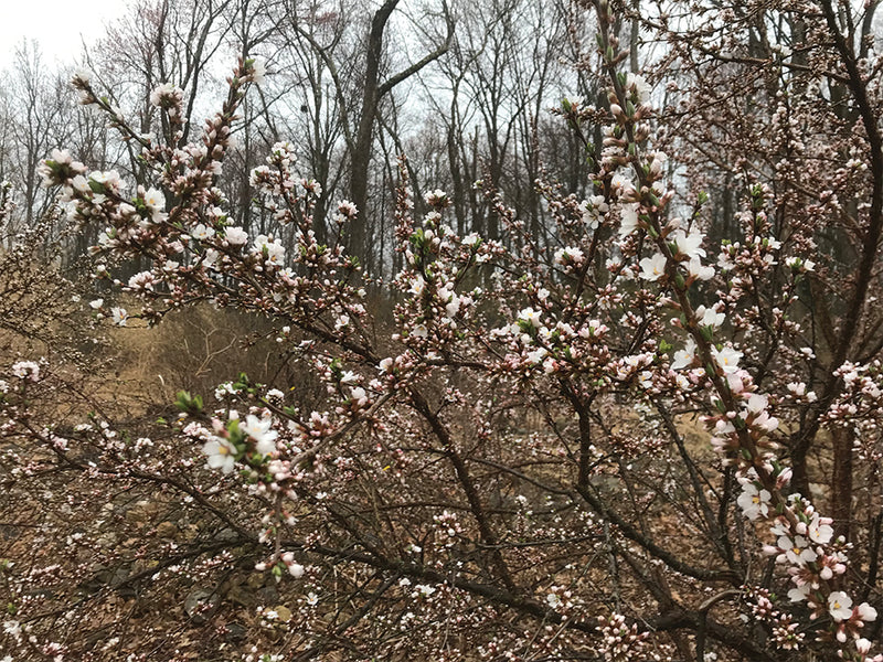 Prunus tomentosa, Nanking Cherry