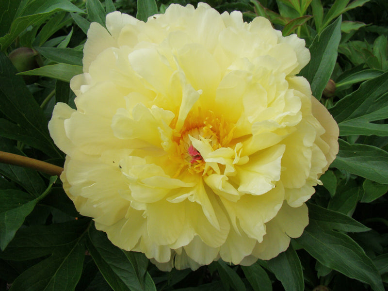 Paeonia, 'Amy Jo' itoh intersectional peony
