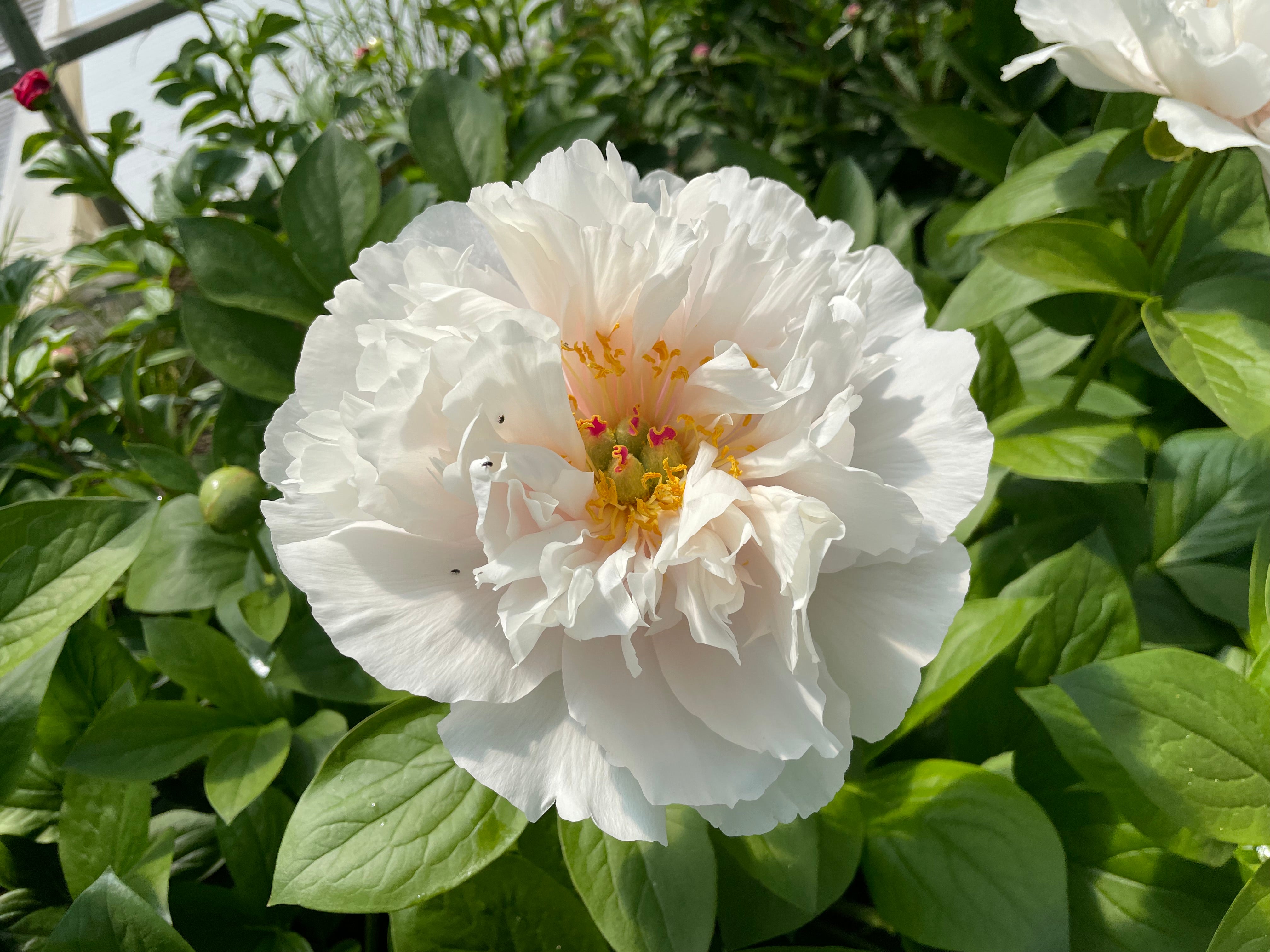 Paeonia, 'Blushing Princess' hybrid herbaceous peony Cricket Hill Garden