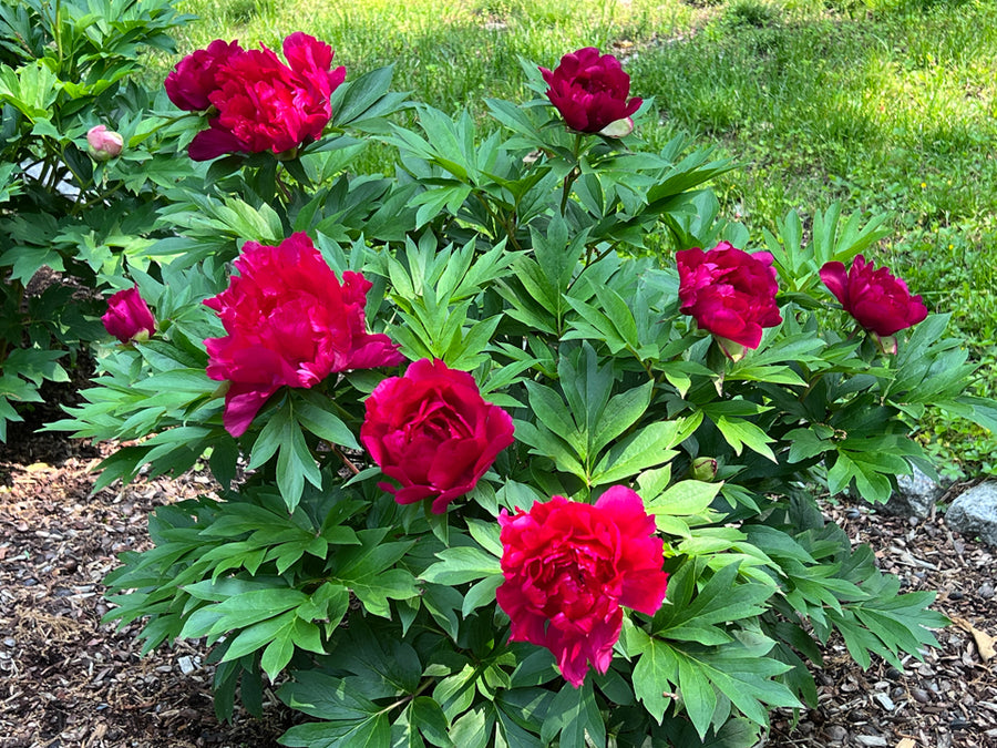 Paeonia, 'Candy Apple' itoh intersectional peony PICK UP – Cricket