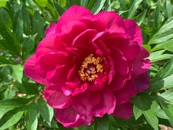 Paeonia, 'Candy Apple' itoh intersectional peony