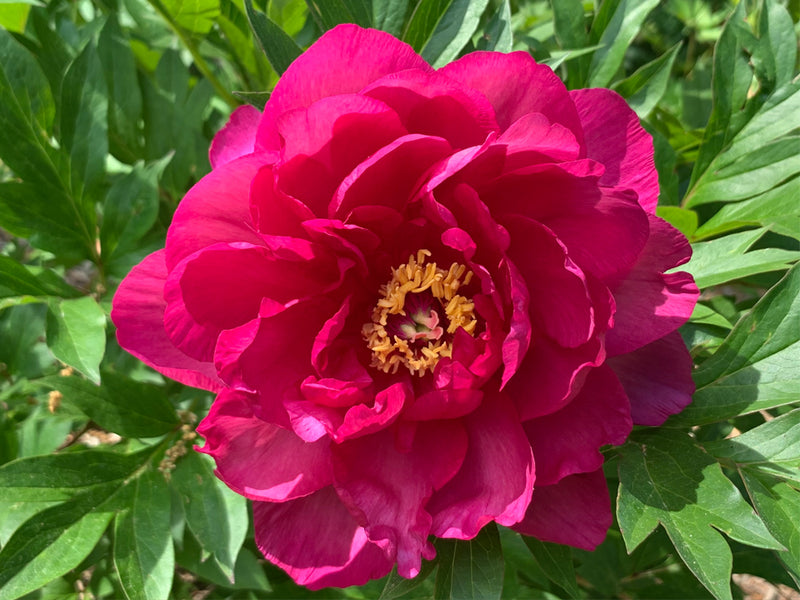 Paeonia, 'Candy Apple' itoh intersectional peony