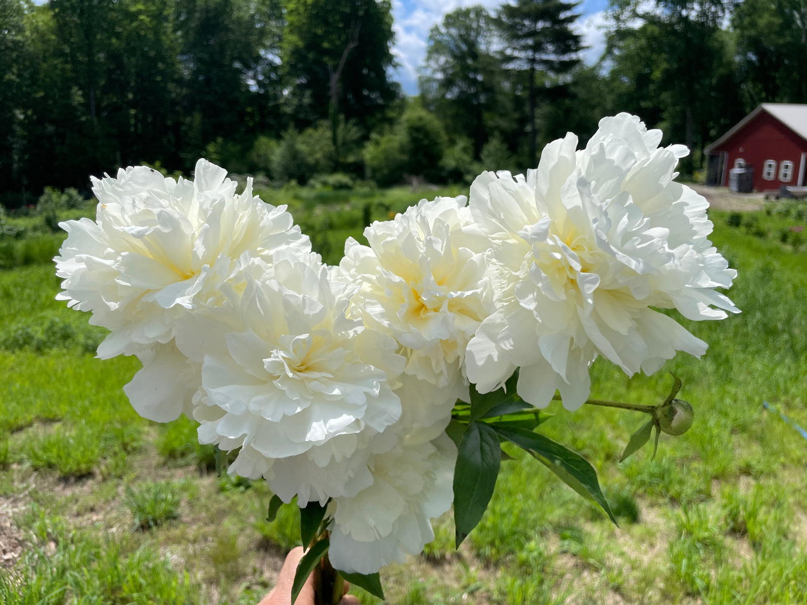 Paeonia lactiflora, 'Cheddar Supreme' herbaceous peony – Cricket